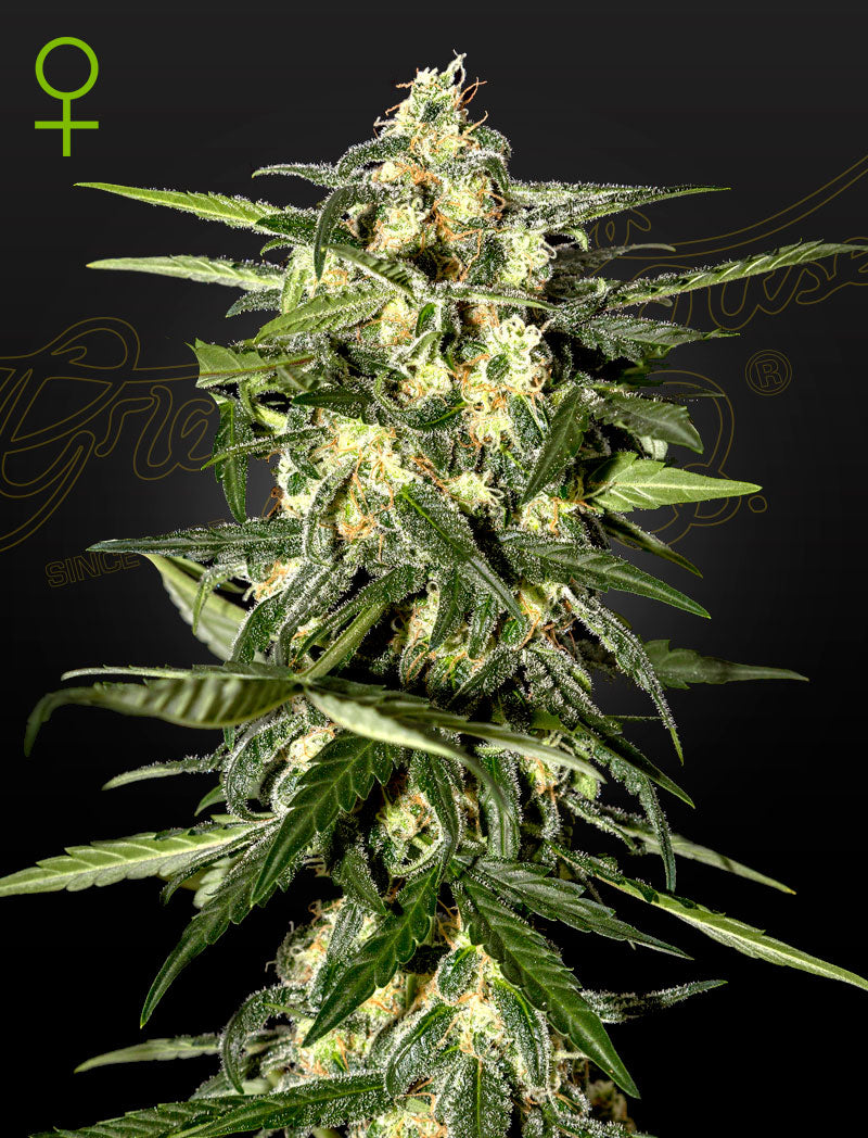 Jack Herer Auto (Feminised) - Greenhouse Seeds Samen