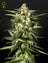 Jack Herer Auto (Feminisiert)