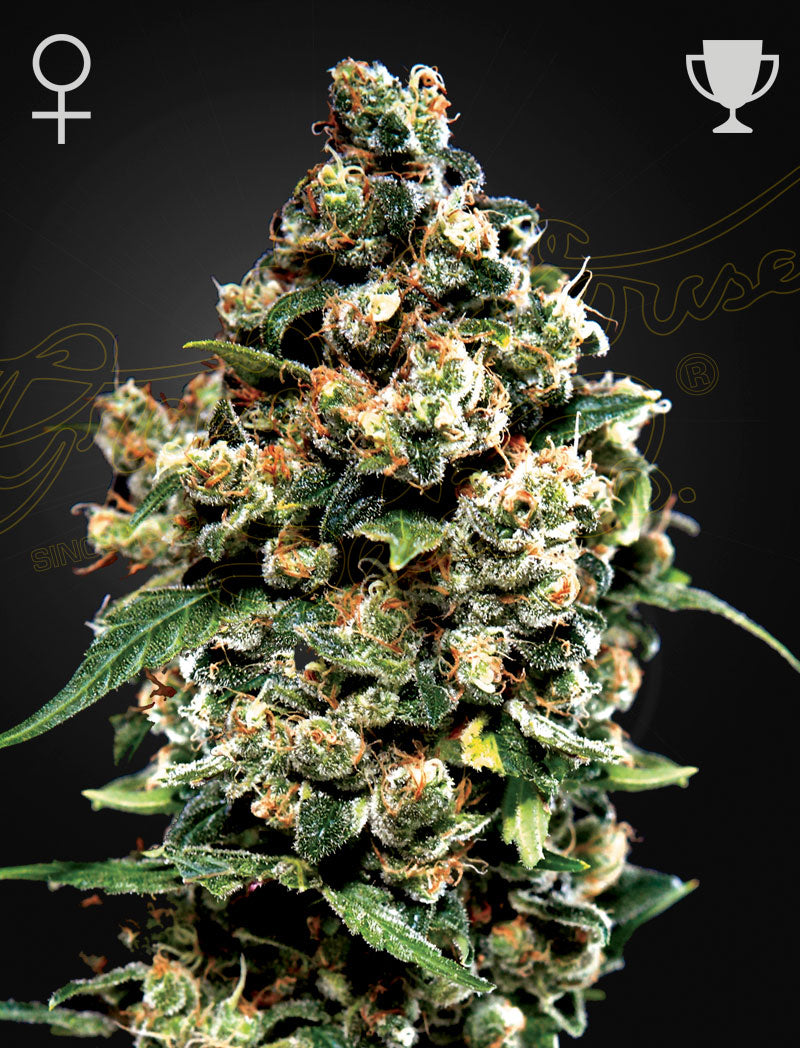 Jack Herer (Feminised) - Greenhouse Seeds Samen