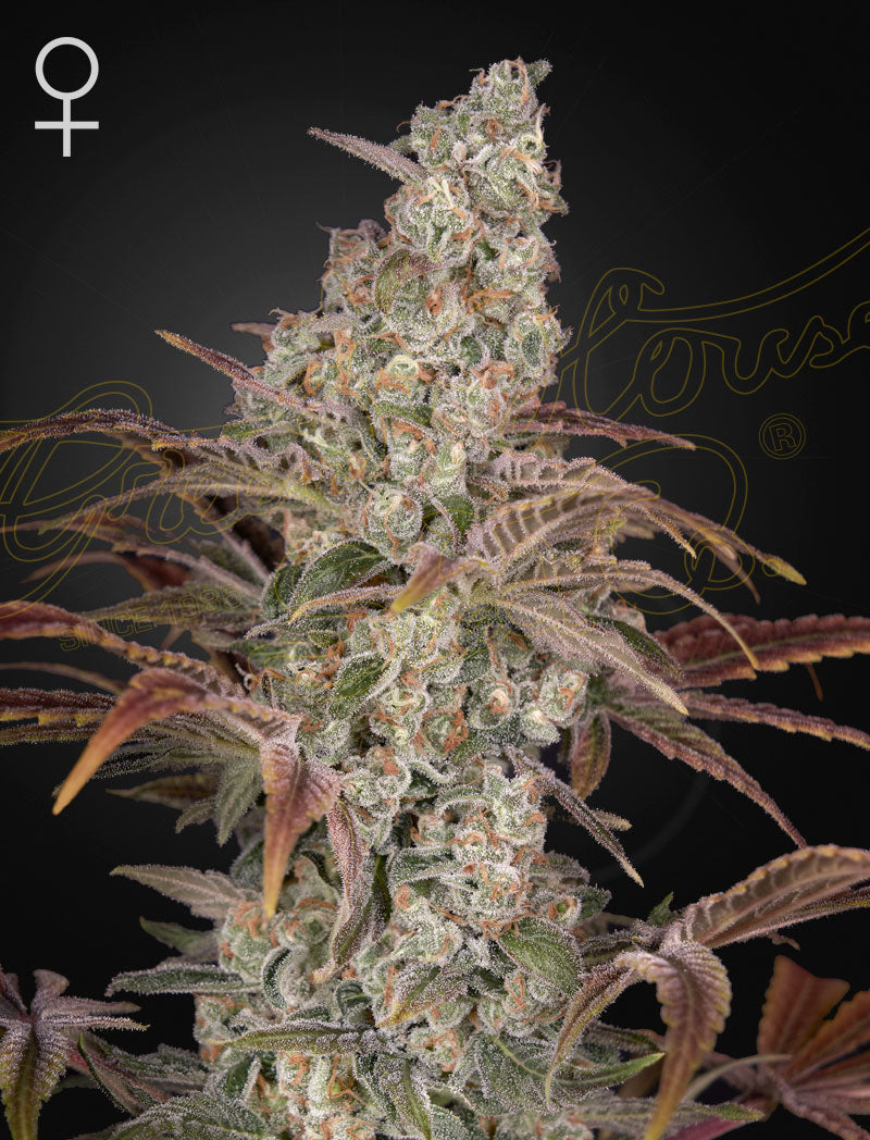 Jack�?Ts Dream - Greenhouse Seeds Samen