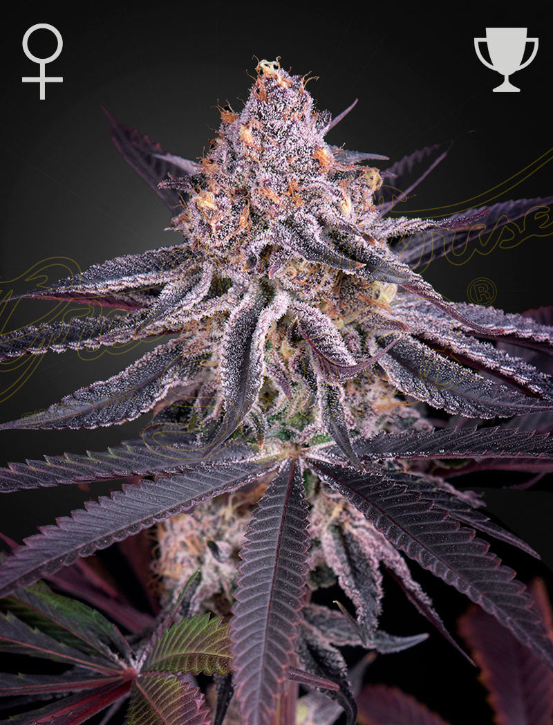King's Juice - Cannabis-Samen von Greenhouse Seeds
