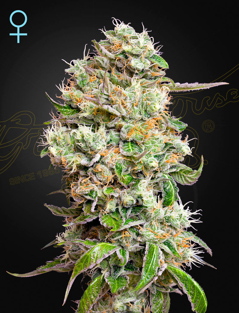 King�?Ts Kush Auto (Feminisiert) - Cannabis-Samen von Greenhouse Seeds
