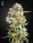 King�?Ts Kush Auto (Feminisiert)
