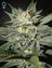 King�?Ts Kush CBD (Feminisiert)