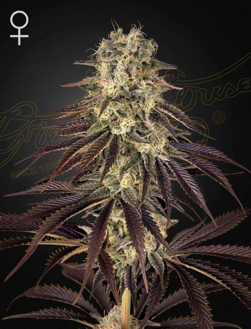 Kong's Krush - Cannabis-Samen von Greenhouse Seeds
