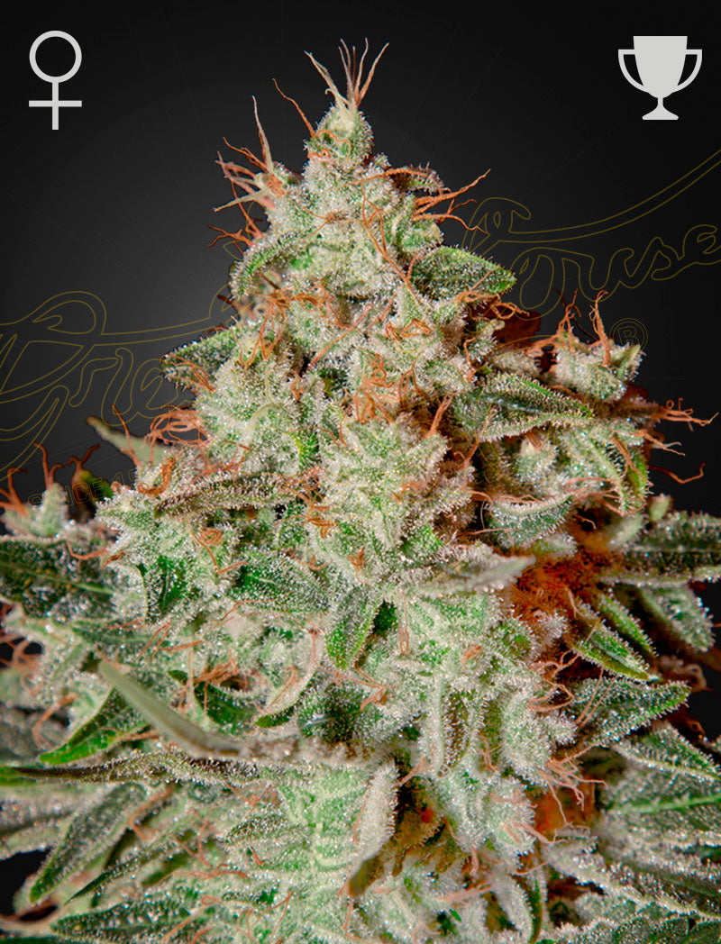 Lemon Skunk (Feminisiert) - Cannabis-Samen von Greenhouse Seeds