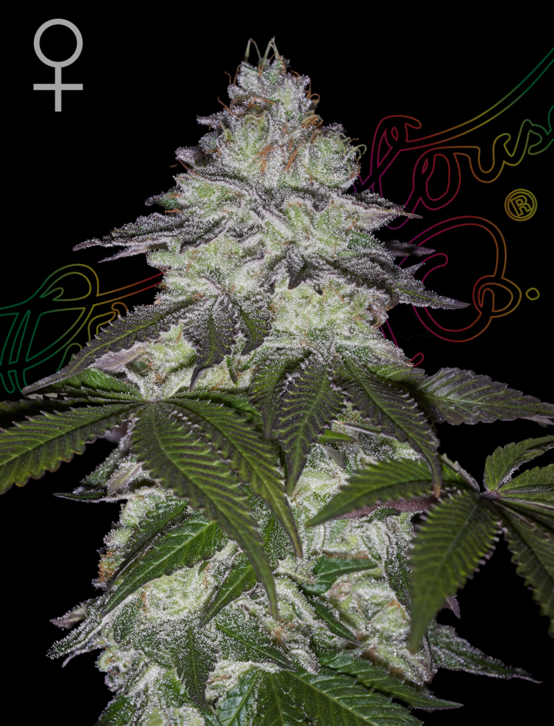 Milky Dreams - Cannabis-Samen von Greenhouse Seeds
