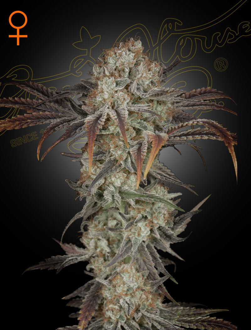 Money Maker - Cannabis-Samen von Greenhouse Seeds