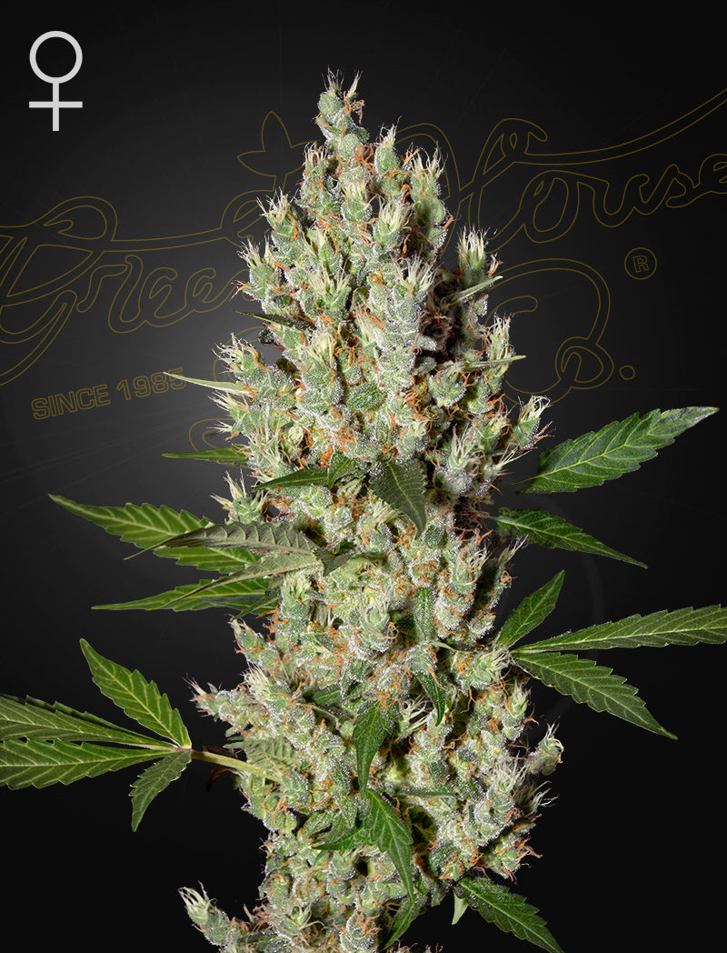 Moby Dick (Feminisiert) - Cannabis-Samen von Greenhouse Seeds
