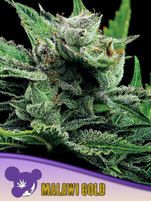Malawi Gold - Cannabis-Samen von Anesia Seeds