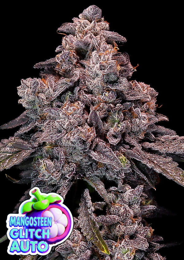 Mangosteen Glitch Auto Cannabis Samen | Leaf and Soul
