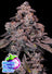 Mangosteen Glitch Auto