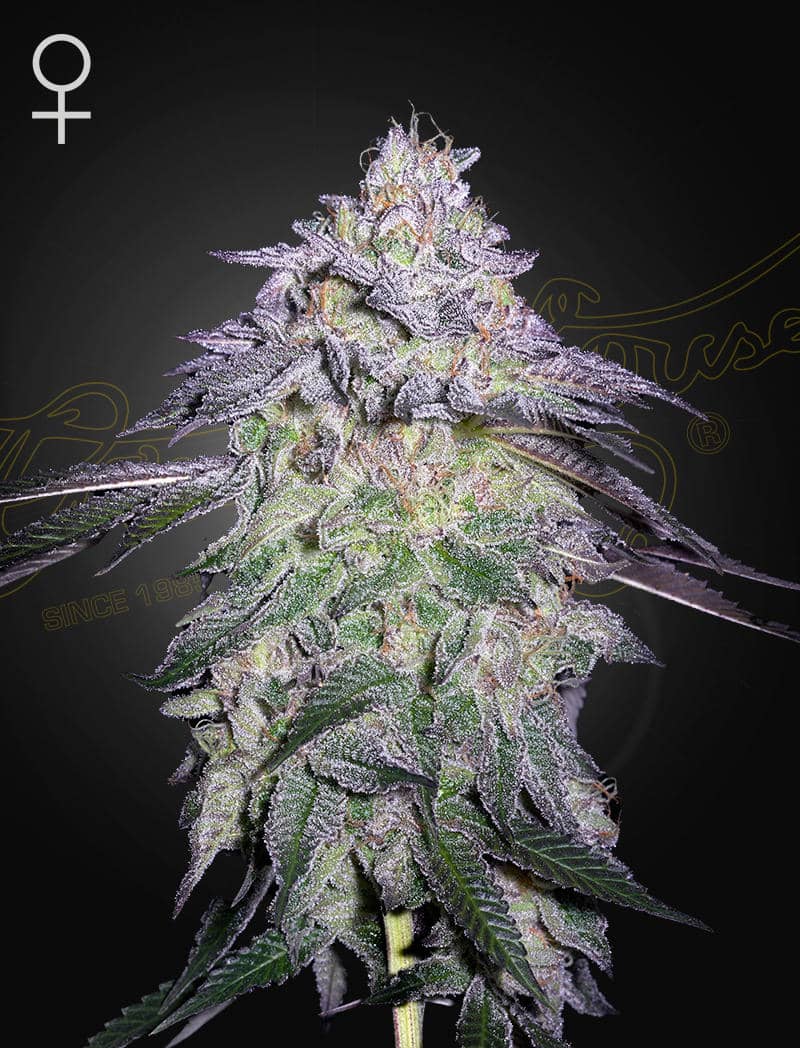 Nori Cake - Cannabis-Samen von Greenhouse Seeds