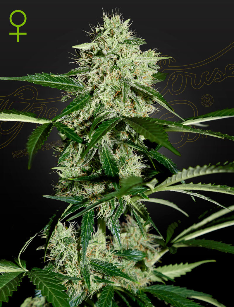 Northern Lights Auto (Feminisiert) - Cannabis-Samen von Greenhouse Seeds