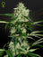 Northern Lights Auto (Feminisiert)
