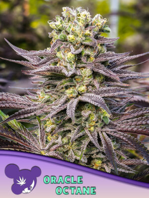 Oracle Octane - Cannabis-Samen von Anesia Seeds