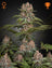Pure Kush (Feminisiert)
