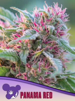 Panama Red - Cannabis-Samen von Anesia Seeds