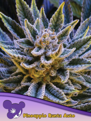 Pineapple Runtz Auto Cannabis Samen | Leaf and Soul
