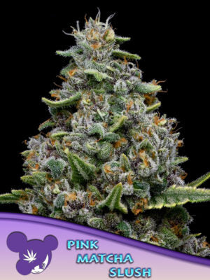 Pink Matcha Slush - Cannabis-Samen von Anesia Seeds