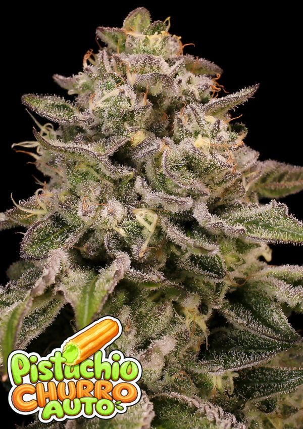 Auto Pistachio Churro Cannabis Samen | Leaf and Soul