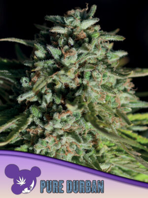 Pure Durban - Cannabis-Samen von Anesia Seeds