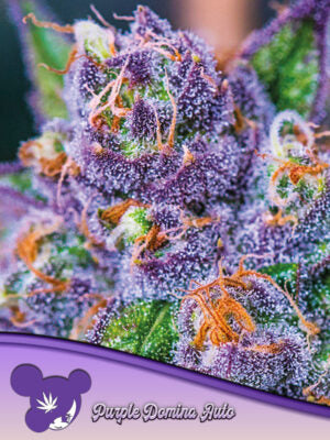 Purple Domina Auto Cannabis Samen | Leaf and Soul