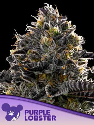 Purple Lobster - Cannabis-Samen von Anesia Seeds