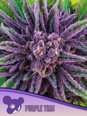 Purple Thai - Cannabis-Samen von Anesia Seeds