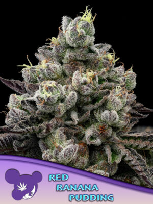 Red Banana Pudding - Cannabis-Samen von Anesia Seeds