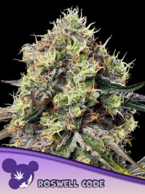 Roswell Code - Cannabis-Samen von Anesia Seeds