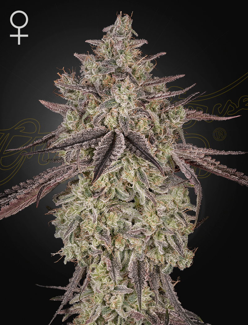 Skywalker Auto - Cannabis-Samen von Greenhouse Seeds
