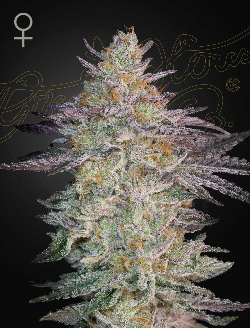 Super Banana Mango - Cannabis-Samen von Greenhouse Seeds
