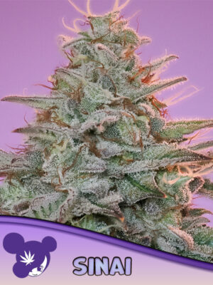 Sinai - Cannabis-Samen von Anesia Seeds