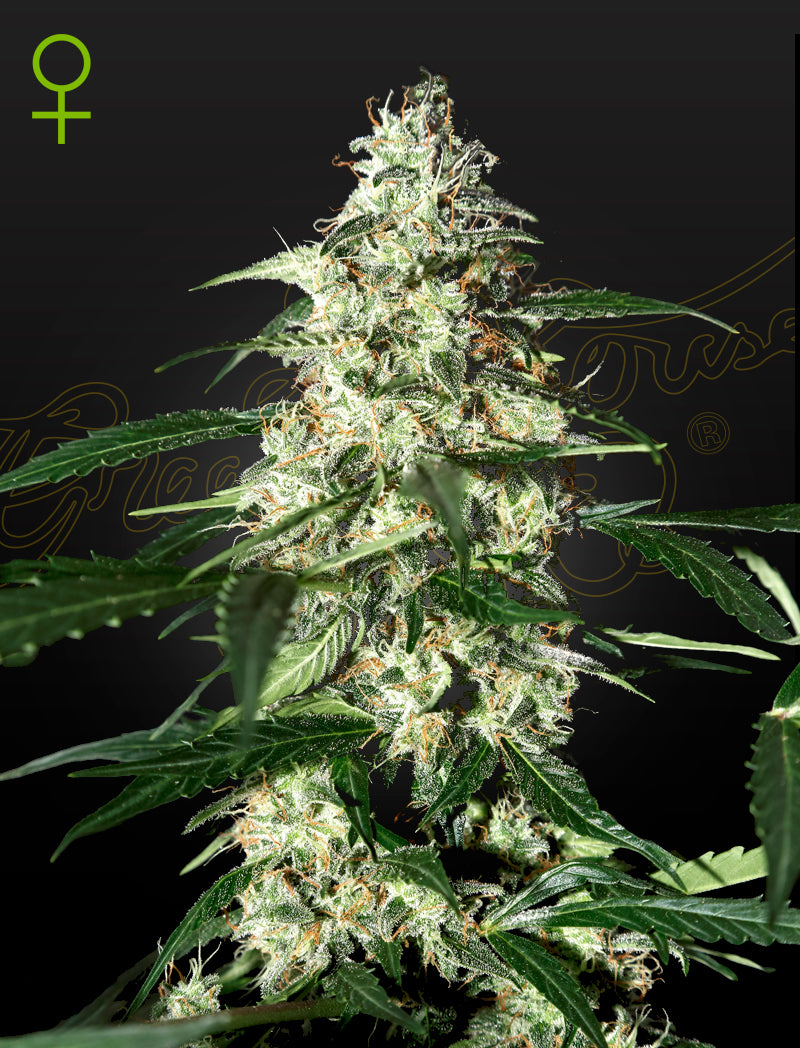 Skunk Auto - Cannabis-Samen von Greenhouse Seeds