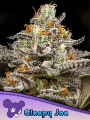 Sleepy Joe® - Cannabis-Samen von Anesia Seeds