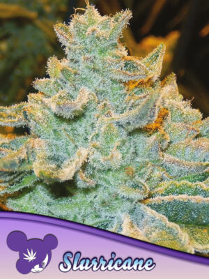Slurricane - Cannabis-Samen von Anesia Seeds