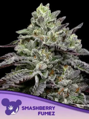 Smashberry Fumez - Cannabis-Samen von Anesia Seeds