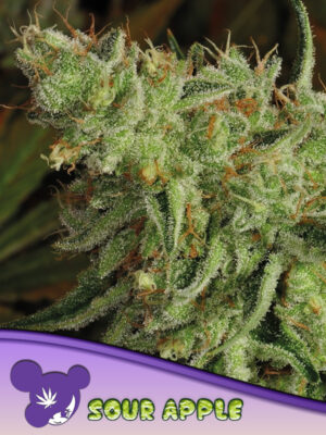 Sour Apple - Cannabis-Samen von Anesia Seeds