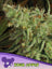 Sour Apple