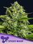 Sticky Boof Auto