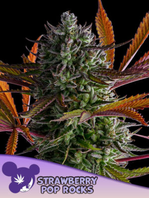 Strawberry Pop Rocks - Cannabis-Samen von Anesia Seeds