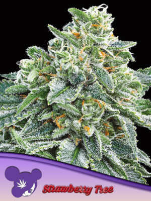 Strawberry Tree - Cannabis-Samen von Anesia Seeds