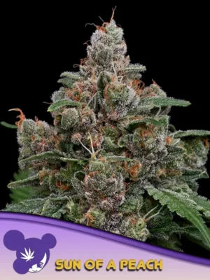 Sun of a Peach - Cannabis-Samen von Anesia Seeds
