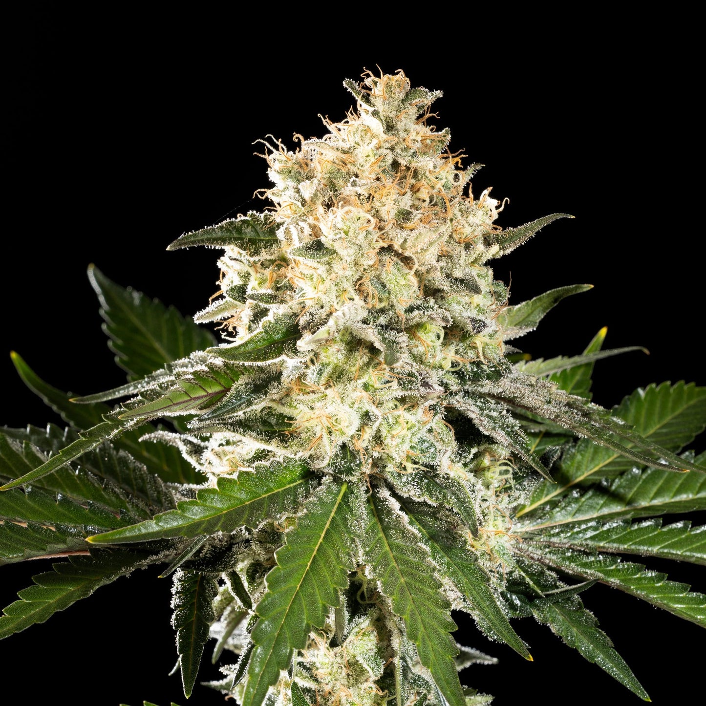 Sunset Sherbet Go Fast - Cannabis-Samen von Kannabia