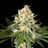 Sunset Sherbet Go Fast