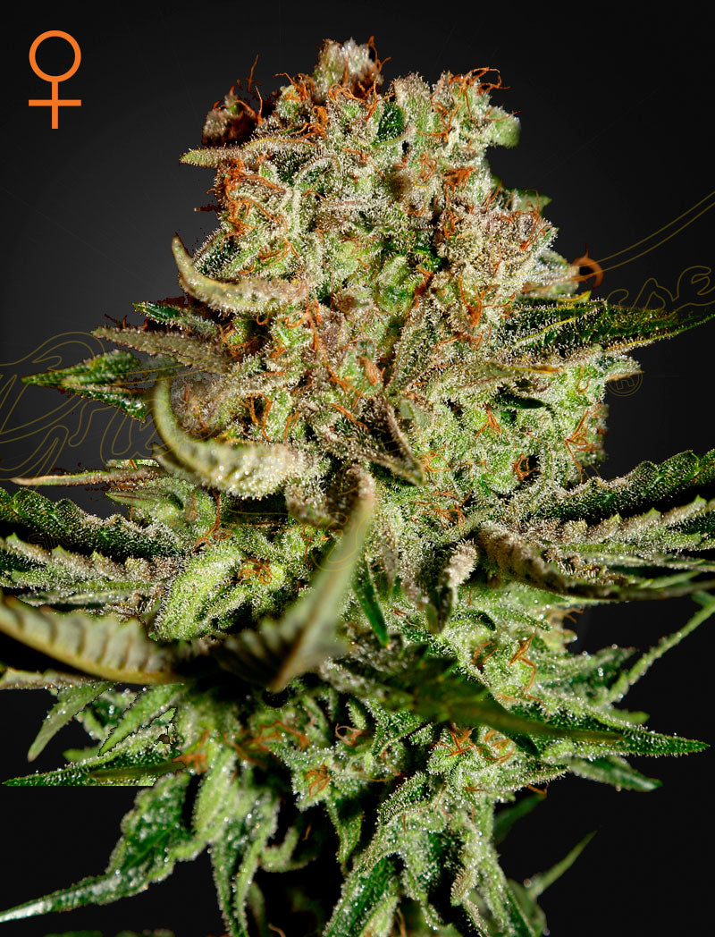 Super Bud (Feminisiert) - Cannabis-Samen von Greenhouse Seeds