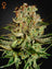 Super Bud (Feminisiert)