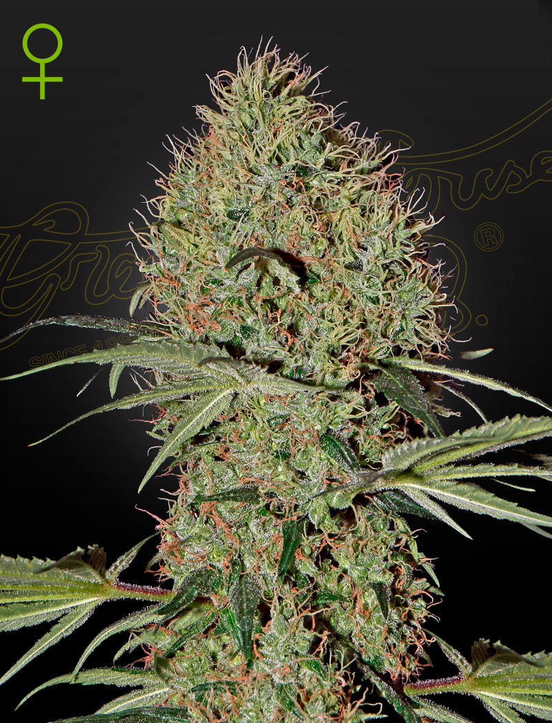 Super Bud Auto (Feminisiert) - Cannabis-Samen von Greenhouse Seeds