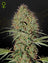 Super Bud Auto (Feminisiert)